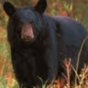 Meet your Posher, Craig